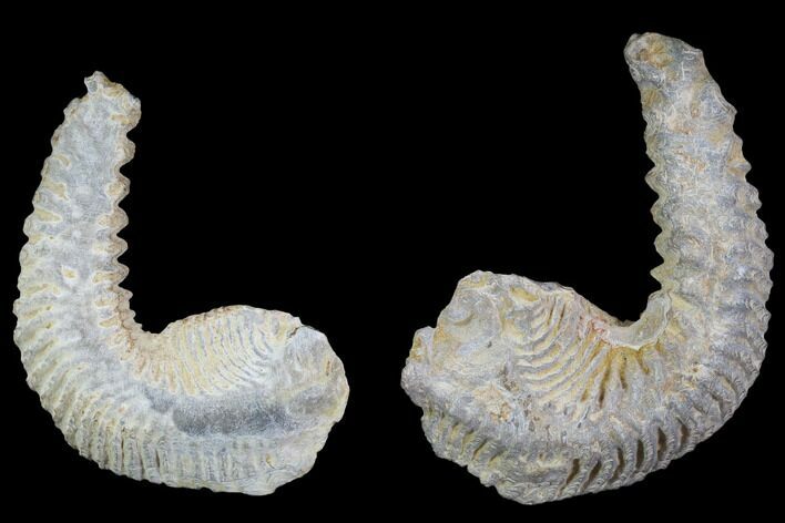 Cretaceous Fossil Oyster (Rastellum) - Madagascar #100932